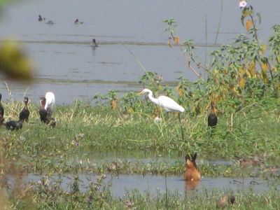 nandur madhyameshwar